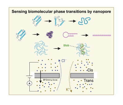 TOC graphic for the Small Methods review on biomolecular phase and conformational transitions