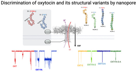 Table of contents graphic for the ACS Nano article on oxytocin and its structural variants