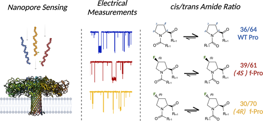 Graphical abstract for the Chemical Science article on proline cis/trans amide isomers