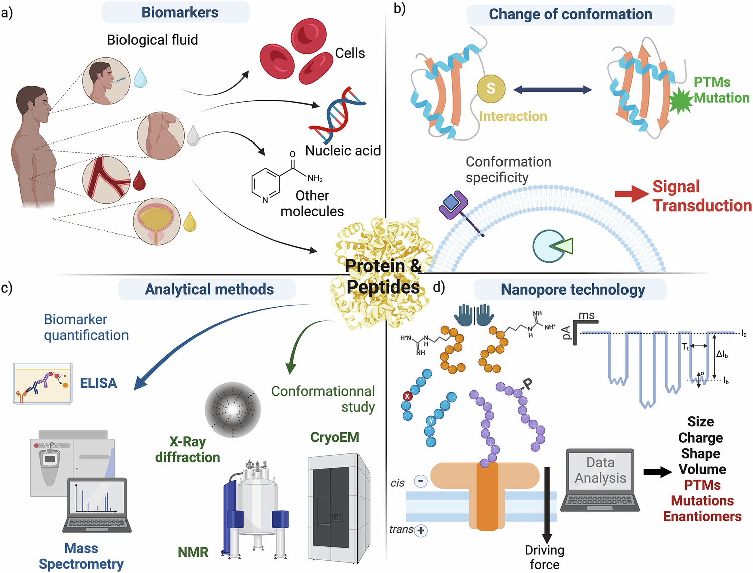 Figure 1 from the Nature Communications perspective on nanopore sensing of protein and peptide conformation