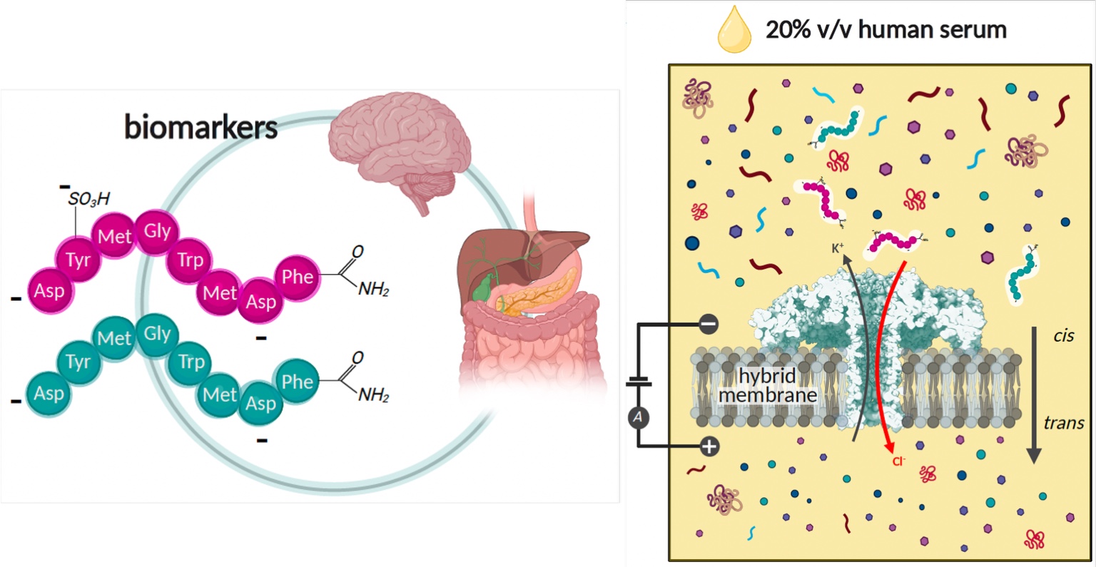 Graphical abstract for the Small article on sulfated and unsulfated gut-hormone biomarkers in human serum
